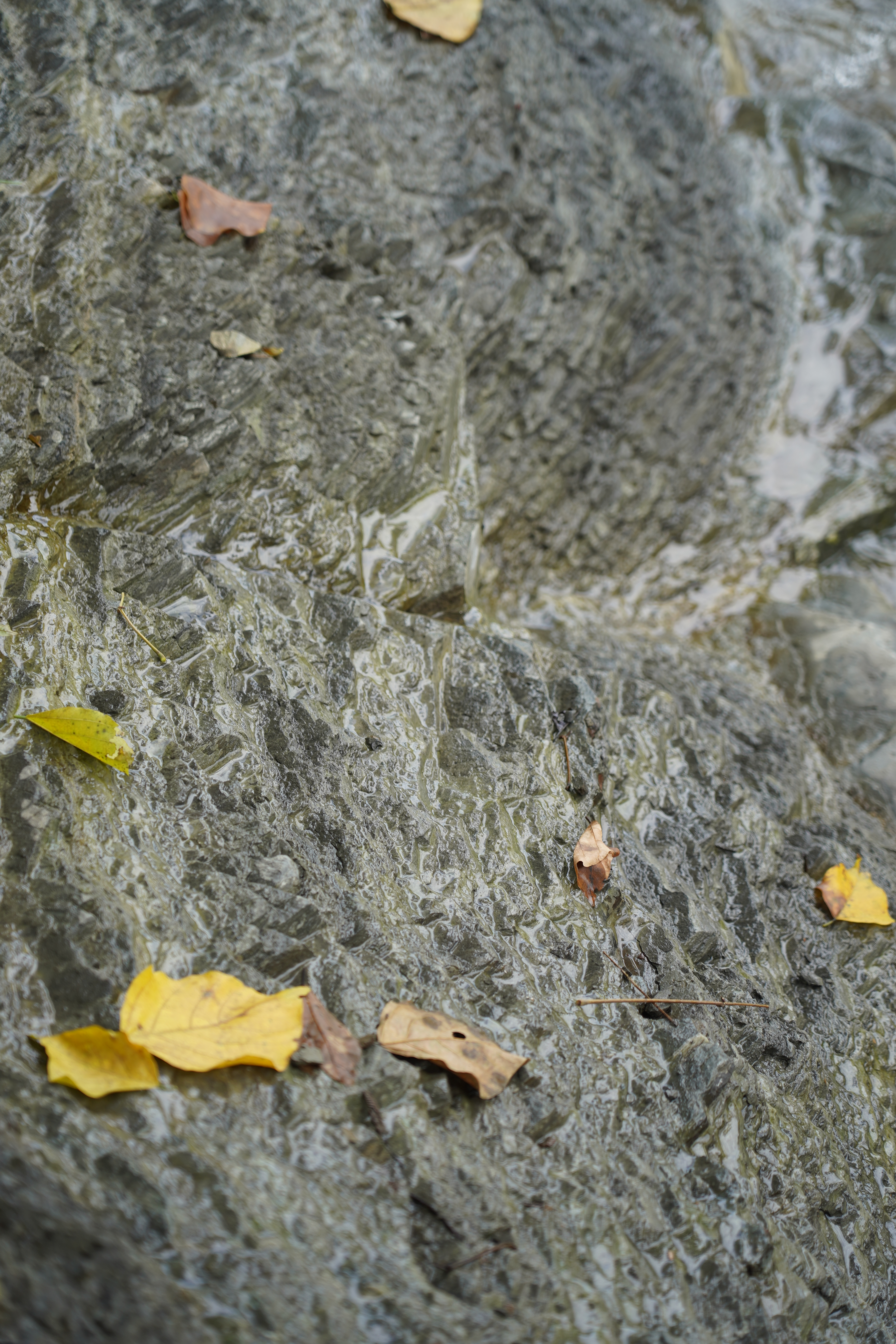 A rock with yellow leafs and water